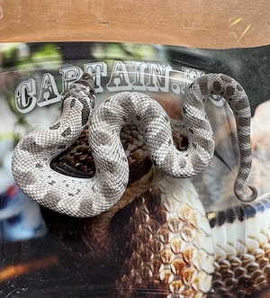 Nachzuchten 2026: Heterodon nasicus Axanthicconda 100% het Albino