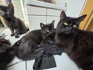 Maine Coon   Heilige Birma Mix Weibchen 14 Wochen Katze Baby