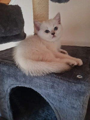 Süße Bkh kitten  