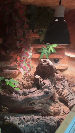    Leopardgecko mit komplettem Terrarium abzugeben