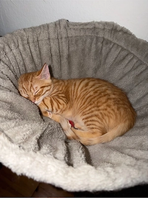 babykatze abzugeben