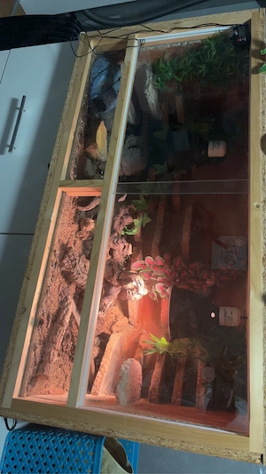    Leopardgecko mit komplettem Terrarium abzugeben