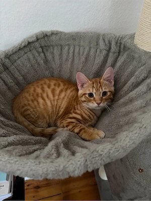 babykatze abzugeben