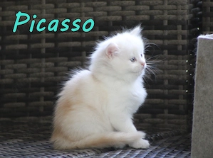4 Maine Coon x Britisch Langhaar Mix Kitten. Geimpft, gechipt, entwurmt