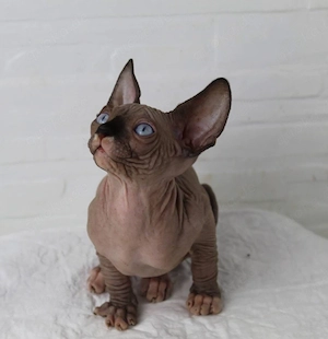 Wunderschönes 12 Wochen altes Sphynx-Kätzchen mit atemberaubenden blauen Augen