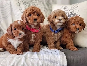 F1 Maltipoo welpen