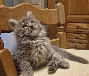 Maine Coon Kitten