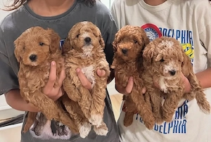 F1 maltipoo welpen