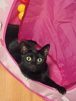 Bombay Katze 2 jahre 