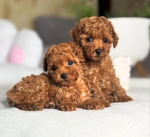 Sweet Mini pudel Welpen