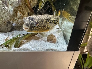 Tetraodon mbu   Goldring-Kugelfisch 25-30 cm abzugeben
