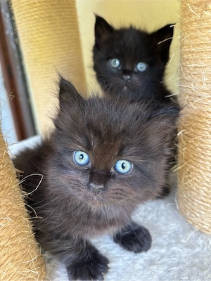 bkh-maine coon kitten 