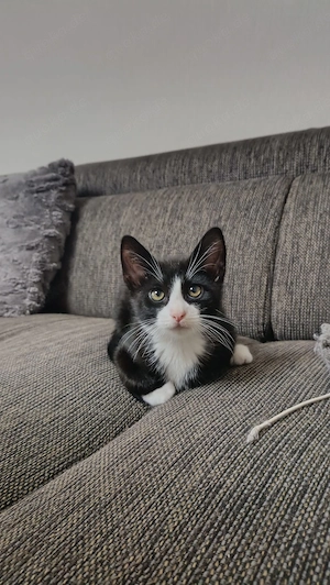 2 verspielte Kitten aus liebevoller Familienaufzucht - Baunatal