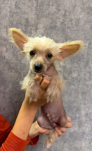 Chinese Crested