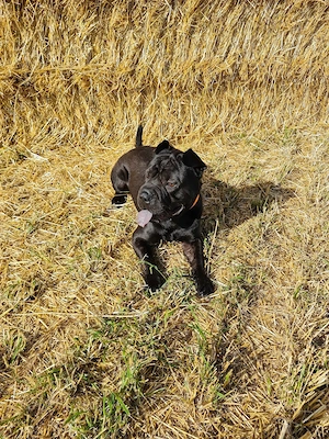 Süßer Fratz sucht neues zu Hause 