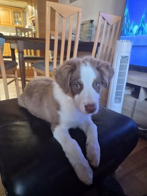 Australian Shepherd Rüde Welpe