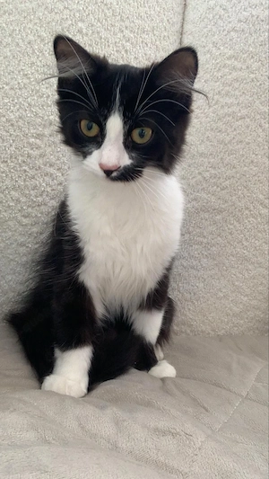 kitten bkh mix 