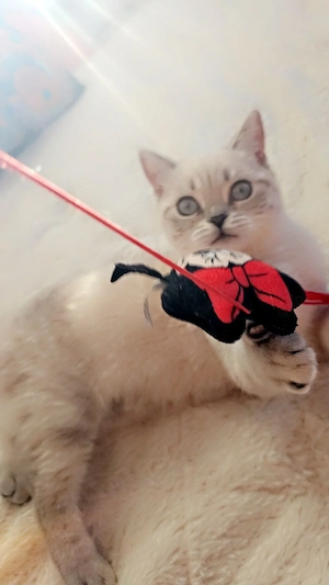 Süße Britische Kurzhaarkatze 