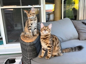 Cashmere Bengal mit Stammbaum 