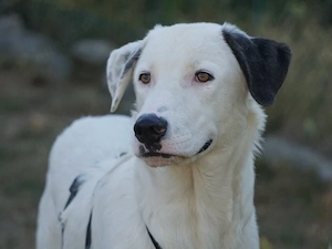 Perro sucht sein Zuhause