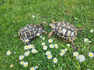 Griechische Landschildkröten THB Männchen