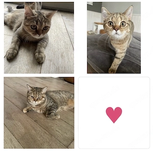    Drei bezaubernde Katzenmädchen suchen ihr Für-immer-Zuhause   