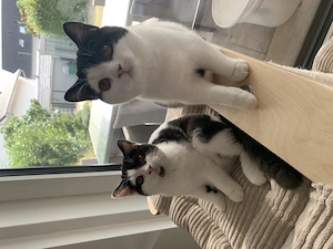 BKH Kitten mit Stammbaum, black-white, schwarz-weiß