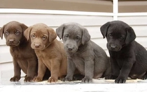 Labrador retriever Welpen