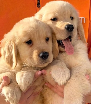 sweet Golden retriever welpen