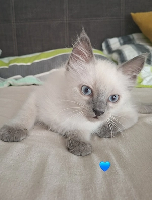 Kitten Heilige Birma 