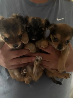 Chihuahua Welpen 
