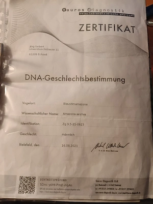 blaustirnamazone Bild 5