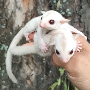 Liebevolle Sugar Glider, männlich und weiblich