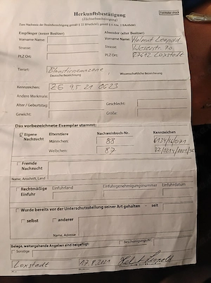 blaustirnamazone Bild 6