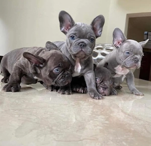 Französische Bulldogge welpen