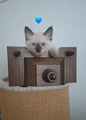 Kitten Heilige Birma 