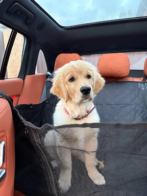 Golden Retriever Hündin, 5 Monate alt, kostenlos abzugeben. Sie sucht ein liebevolles Zuhause