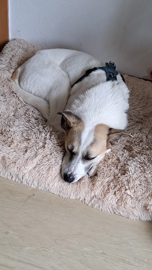 Hund  Mischlingsrüde