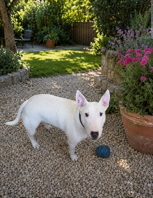 Boomer sucht dringrnd ein neues Zuhause