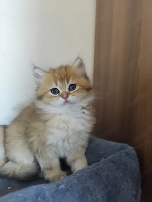 BKH Kitten (Kater)   Sofort abgabebereit