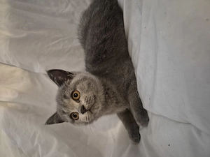 Sofort Abgabebereit - Britisch Kurzhaar Kitten in Blue
