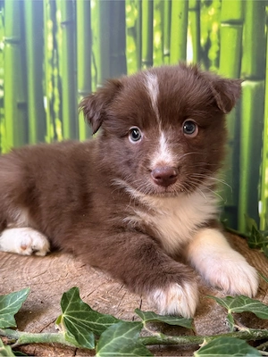 Mini Australian Shepherd, Aussie, Australien