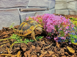Landschildkröten zwei 