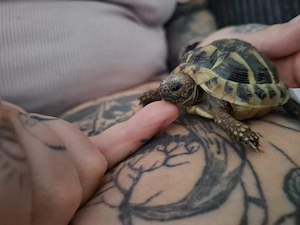 Landschildkröten zwei stück