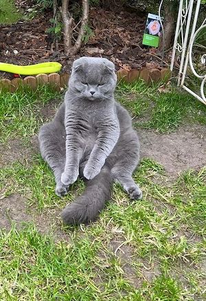 BKH Katze 