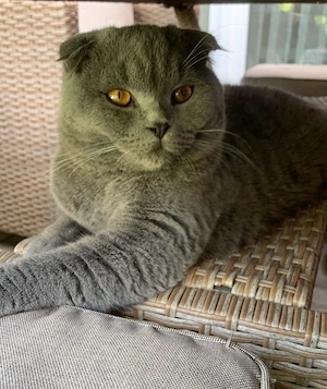 BKH Katze 