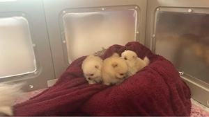 Pomeranian Boo Welpen