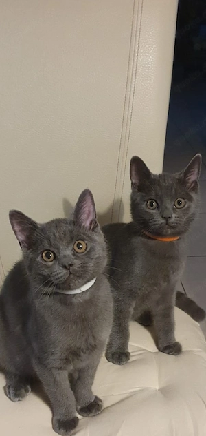 BkH  Kitten 