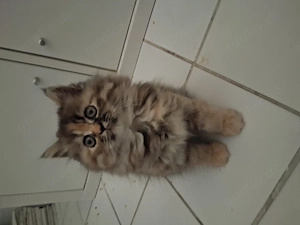 Perser-Kitten 25.05 geboren 