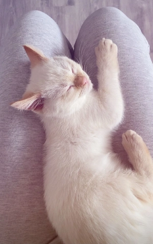 Heilige Birma Mix Katze sucht schönes Zuhause